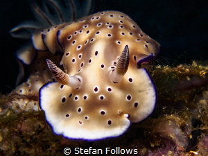 Surreptitious!

Hypselodoris tryoni

Ang Thong, Thailand by Stefan Follows 
